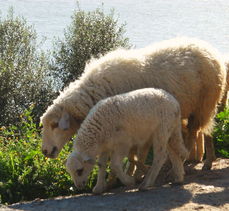 吕山湖羊加盟养殖