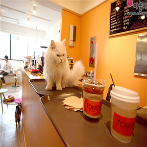 宠物咖啡店