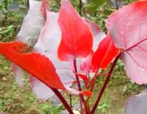 红叶杨种植