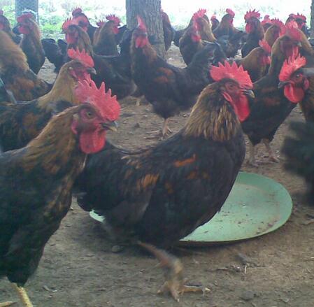 鸡养殖