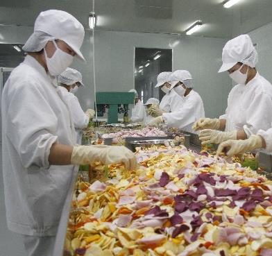  Qingdao Fenglong Vegetable Processing Plant Vegetable Processing Site