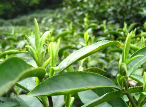 西湖龙井茶叶种植基地