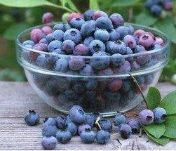 加拿大冷冻蓝莓