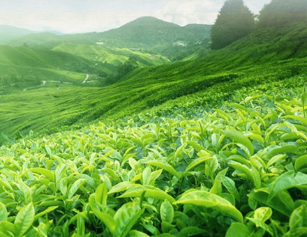 武夷山茶叶茶园