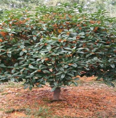 九州绿苑苗木交易平台茶树