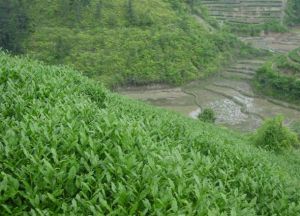 青龙茶生产基地