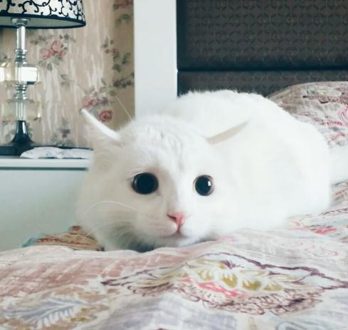 牌哆宠物白猫