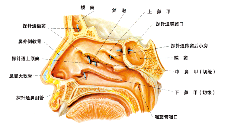 鼻结构图