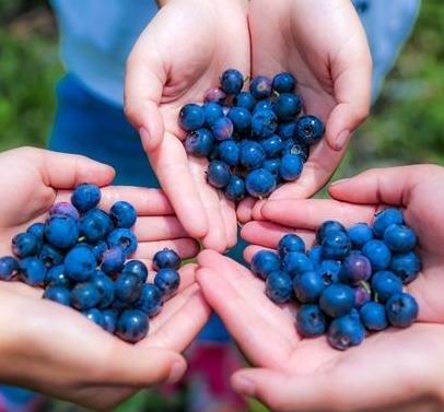 辉南县共赢蓝莓种植专业合作社采摘