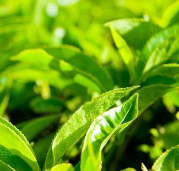 杭州农副产品物流中心副食品市场途香茶叶商行嫩芽