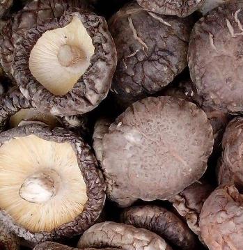 淳安石林农产品专业合作社香菇