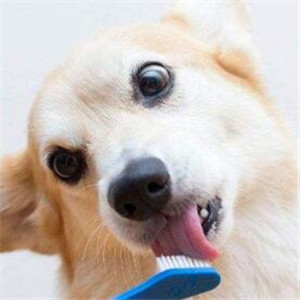 康犬宠物诊所刷牙