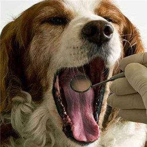 纳吉亚动物诊所口腔检查