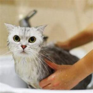 酷宠动物医院洗澡