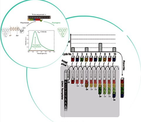 赛纳生物生物基因荧光发生测序