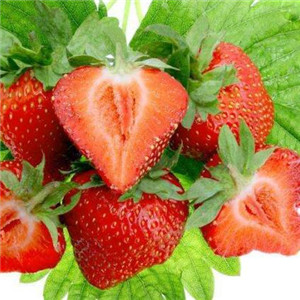 桉荭贸易草莓