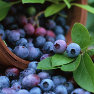 百果香水果蓝莓