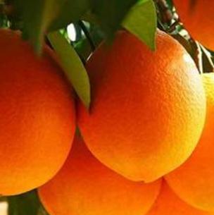 百鲜果业橙子