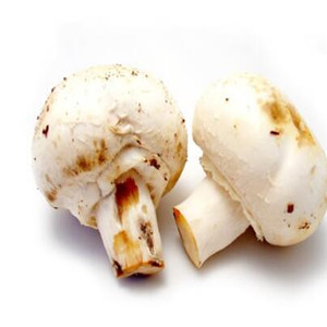 养丽食用菌白玉菇