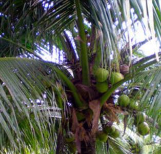 百鲜水果园椰子