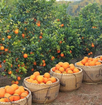 阿里山果业优质果园