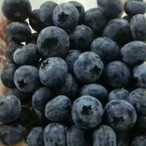百果旺鲜果园蓝莓