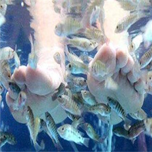 鱼之吻鱼疗养生馆脚脚