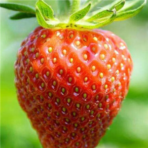 鲜果空间草莓
