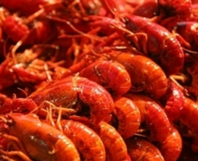 红蒜仔龙虾