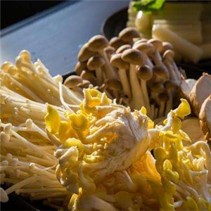 野菇粮养生火锅菌菇
