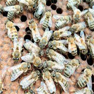 黑蜂园蜂业采蜂蜜