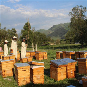 黑蜂园蜂业加盟