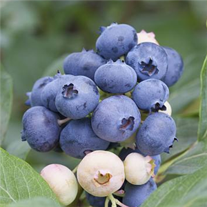 河马水果蓝莓