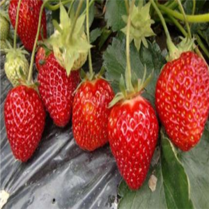 庐山草莓基地