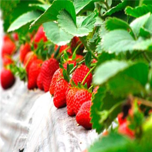 庐山草莓基地可口