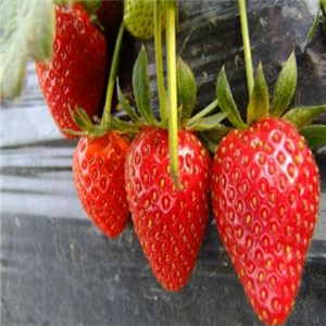 庐山草莓基地加盟