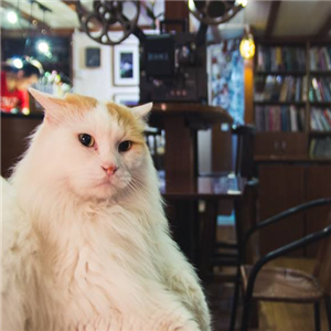 宠物主题咖啡厅小猫