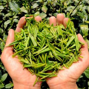 茶树王普洱茶健康