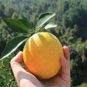 橙香果园