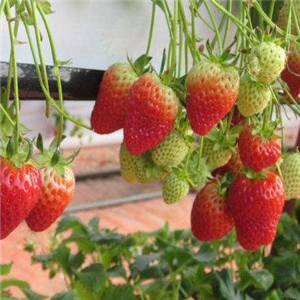初遇草莓种植园加盟