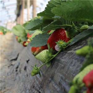 初遇草莓种植园