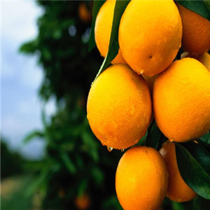 橙飞果园橙子