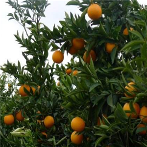 橙飞果园