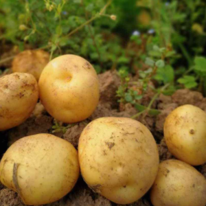 瑞斯特新鲜的土豆健康