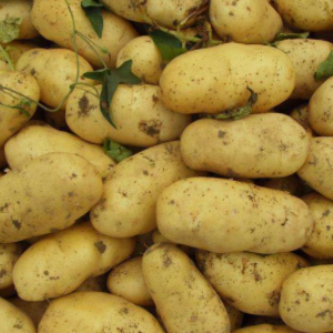 瑞斯特新鲜的土豆营养
