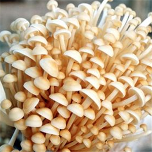 晋科金针菇菌菇