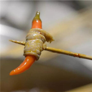 半个椒串串火锅培根青椒