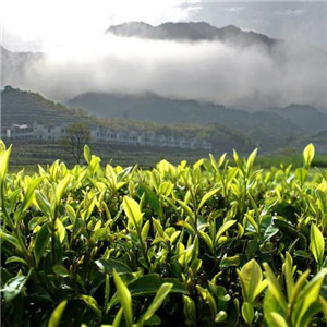 紫金山茶叶茶园