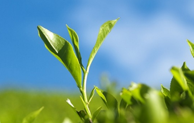 健康的绿康茶叶