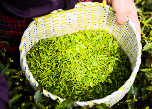 价格便宜的绿康茶叶